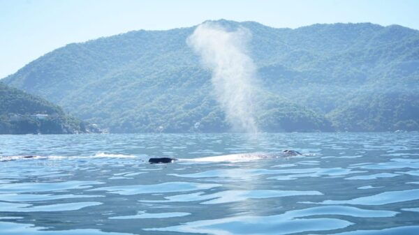 Puerto Vallarta: Whale Watching - Whale Behavior and Life Cycles