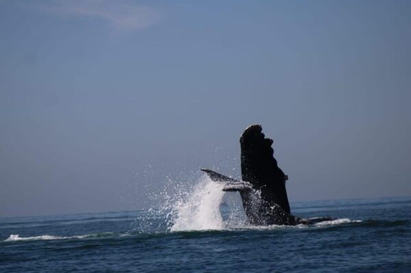 Puerto Vallarta: Whale Watching - Tips for Whale Watching