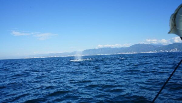 Puerto Vallarta: Whale Watching - Frequently Asked Questions