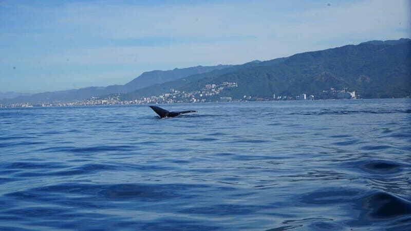 Puerto Vallarta: Whale Watching with Guide - Good To Know