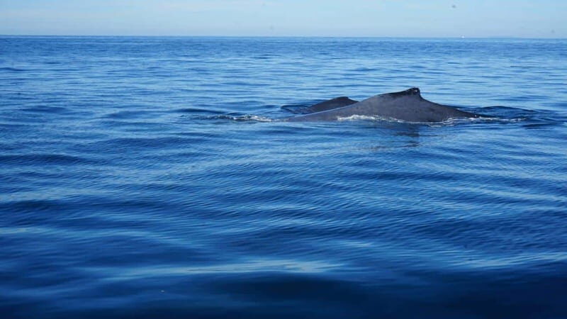 Puerto Vallarta: Whale Watching with Guide - An Honest Look at the Whale Watching Experience in Puerto Vallarta