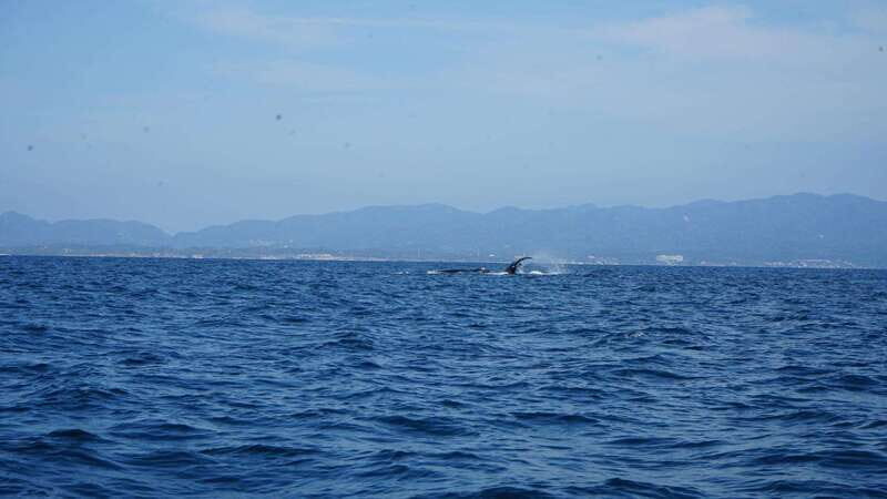 Puerto Vallarta: Whale Watching with Guide - FAQ