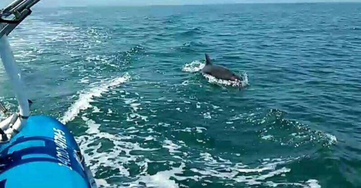 Puerto Vallarta: Wild Dolphins & Snorkeling Expedition - Good To Know