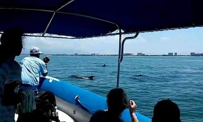 Puerto Vallarta: Wild Dolphins & Snorkeling Expedition - Snorkeling Experience