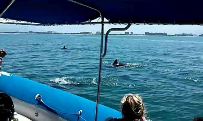 Puerto Vallarta: Wild Dolphins & Snorkeling Expedition - Frequently Asked Questions