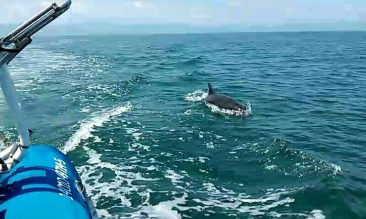Puerto Vallarta: Wild Dolphins & Snorkeling Expedition - Good To Know