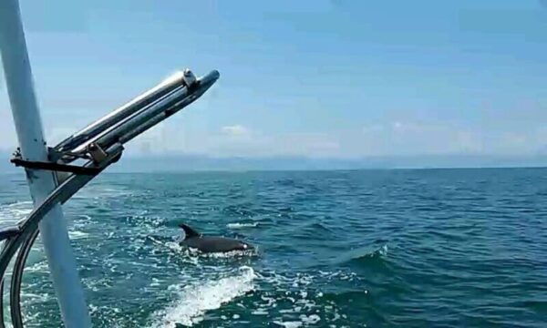 Puerto Vallarta: Wild Dolphins & Snorkeling Expedition - Participant Restrictions