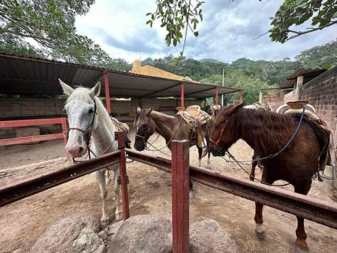 Puerto Vallarta: Wild Tour Horseback Riding Experience - Inclusions