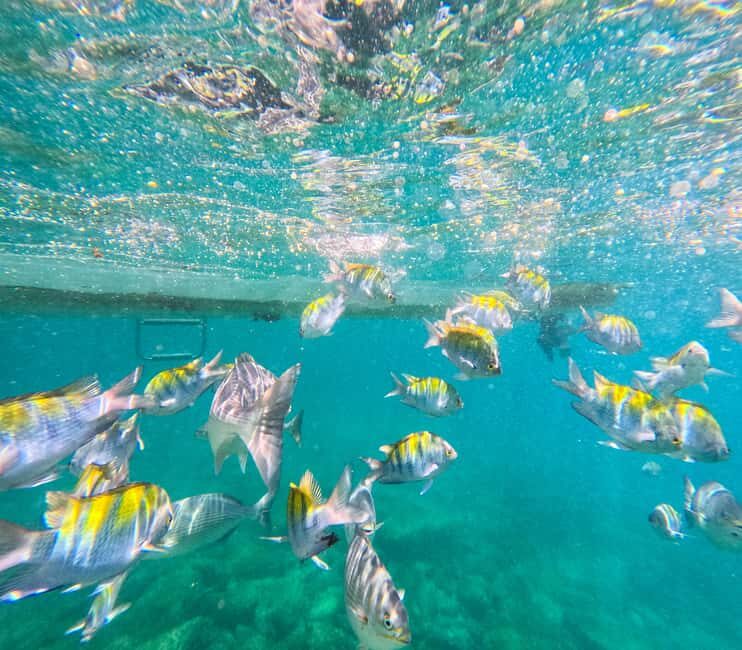 Puerto Vallarta: Zipline Tour, Snorkel & Secret Beach Escape - Good To Know