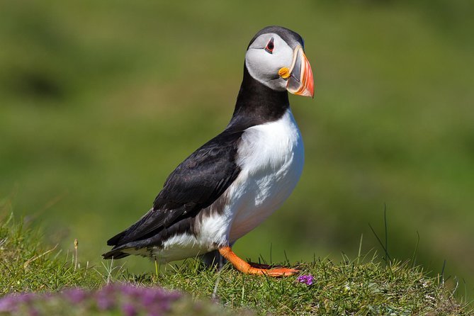 Puffin and Volcano Tour in Vestmannaeyjar - Guided by Ebbi - Historical Sites