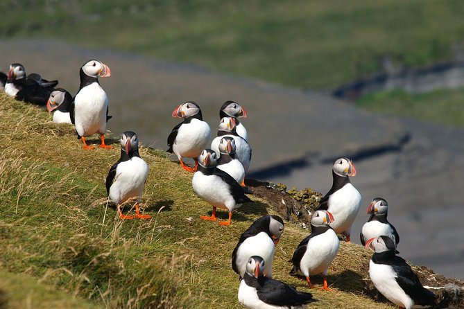 Puffin and Volcano Tour in Vestmannaeyjar - Guided by Ebbi - Wildlife