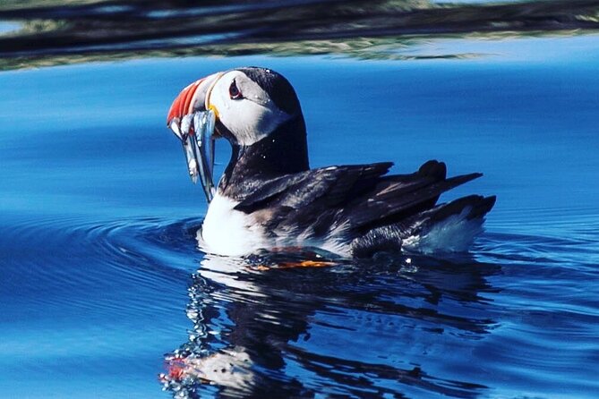 Puffin Express by RIB Speedboat - Weather Conditions and Refunds