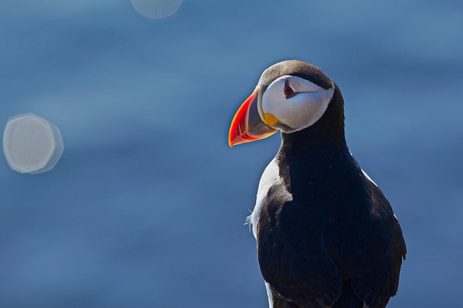 Puffin Express Cruise From Reykjavik - Additional Information and Cancellation Policy