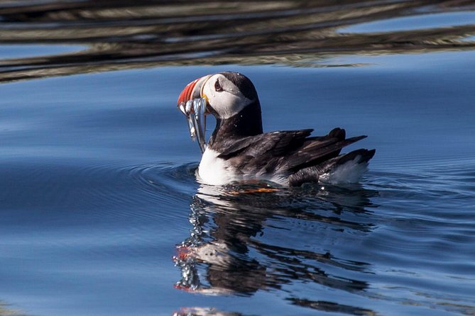 Puffin Express Cruise From Reykjavik - Customer Reviews and Overall Satisfaction