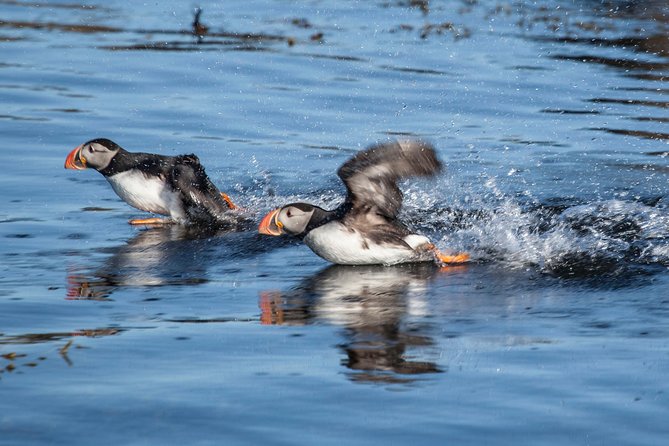 Puffin Express Cruise From Reykjavik - Common Questions