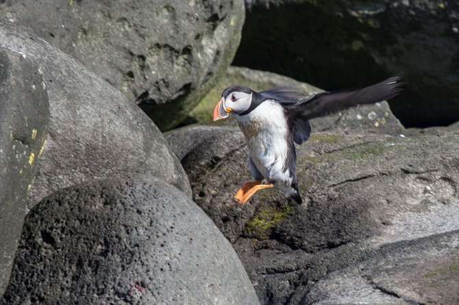 Puffin Express Cruise From Reykjavik - The Sum Up