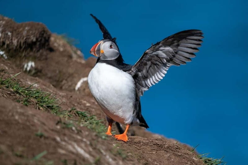 Puffin & Gufufoss Waterfall Tour from Seydisfjordur Port - A Closer Look at the Itinerary