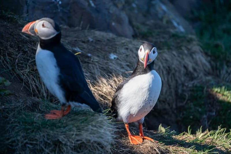 Puffin & Gufufoss Waterfall Tour from Seydisfjordur Port - Is This Tour Worth It?