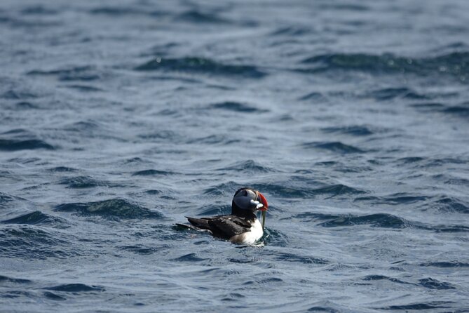 Puffin Observation by Boat From Reykjavik Old Harbour - What to Expect on the Puffin Observation Boat Tour