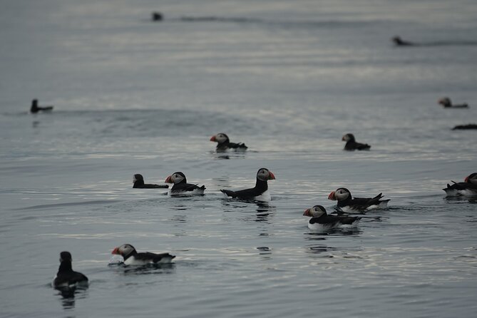 Puffin Observation by Boat From Reykjavik Old Harbour - Traveler Photos of the Puffin Observation Boat Tour