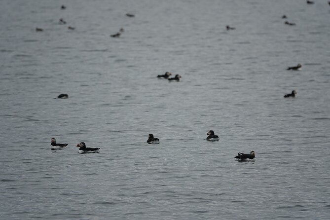 Puffin Observation by Boat From Reykjavik Old Harbour - How to Get Help and Booking Information for the Puffin Observation Boat Tour