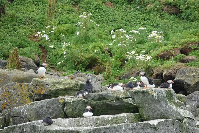Puffin Observation by Boat From Reykjavik Old Harbour - Common Questions