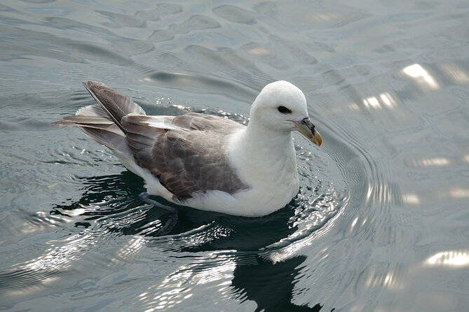 Puffin Observation by Boat From Reykjavik Old Harbour - The Sum Up