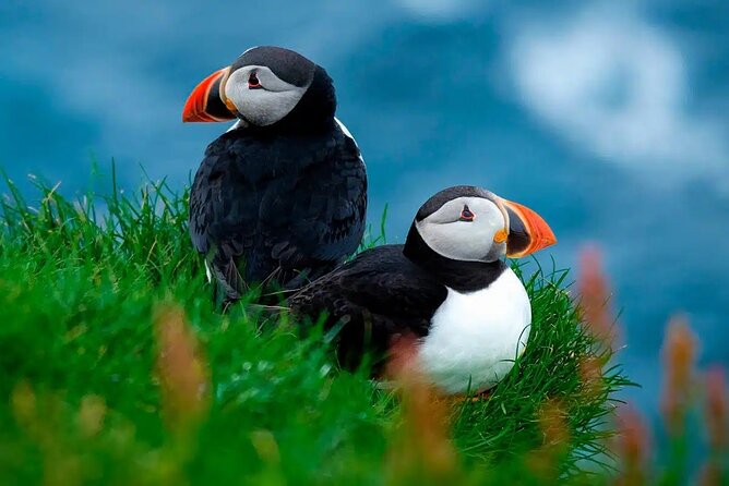 Puffin Safari Boat Tour - Reviews