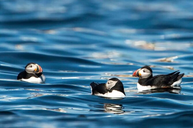 Puffin Safari Boat Tour - Directions
