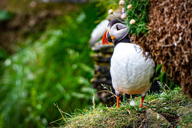 Puffin Tour - Wildlife and Ecologist Guide