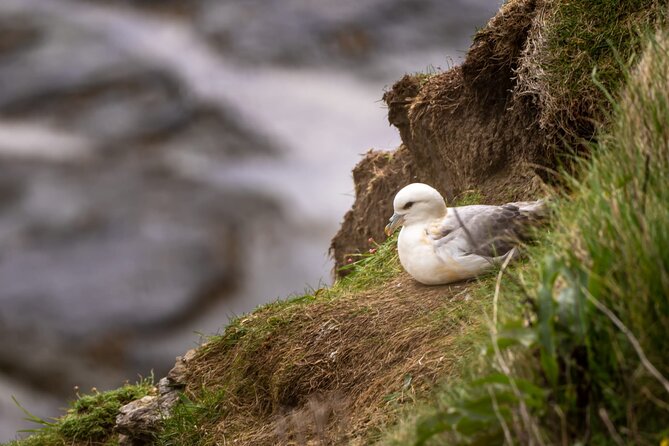Puffin Tour - Route Options and Difficulty