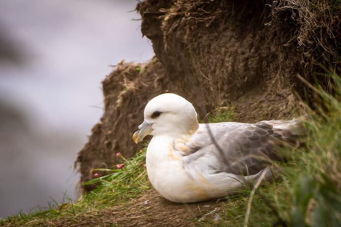 Puffin Tour - Inclusions and Refreshments Provided