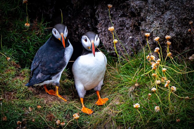 Puffin Tour - Customer Reviews and Ratings