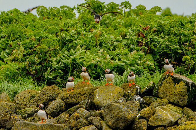 Puffin Watching Speedboat Express - Pricing and Terms