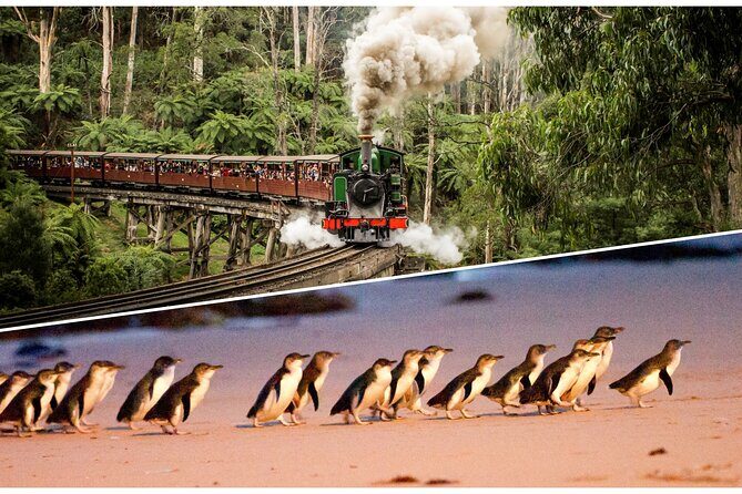 Puffing Billy and Penguin Parade Combo Tour From Melbourne - Good To Know  