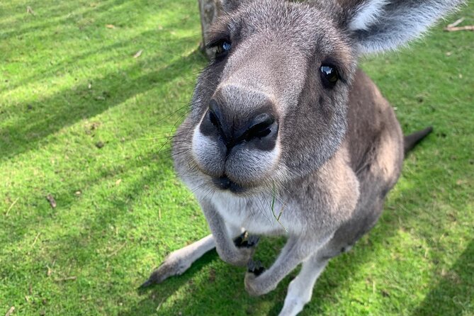 Puffing Billy, Moonlit Sanctuary and Chadstone Shopping Centre - The Sum Up