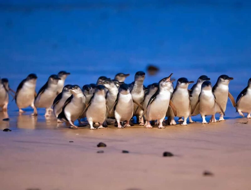 Puffing Billy Penguin Parade Mercedes Minibus Hotel Pickup - Good To Know  