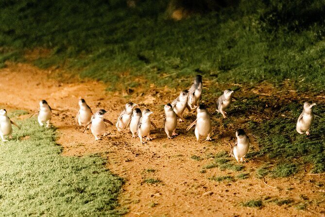 Puffing Billy Steam Train and Penguins Wildlife Tour - Frequently Asked Questions