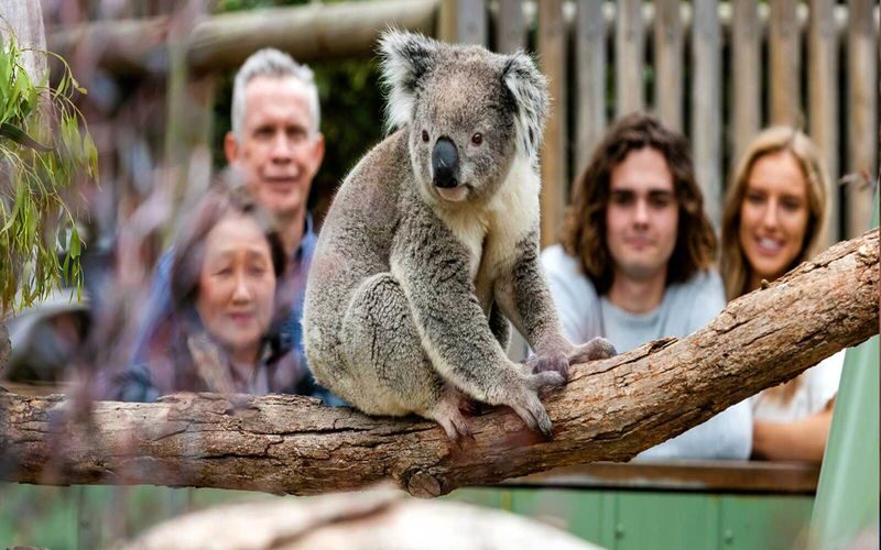 Puffing Billy Steam Train and Wildlife Zoo Day Tour - A steam train through the Dandenong Ranges