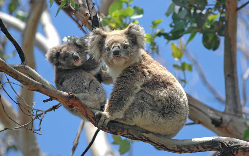 Puffing Billy Steam Train and Wildlife Zoo Day Tour - How the day fits together