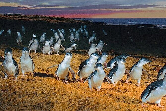 Puffing Billy Train and Phillip Island Penguin Parade Day Tour - FAQ