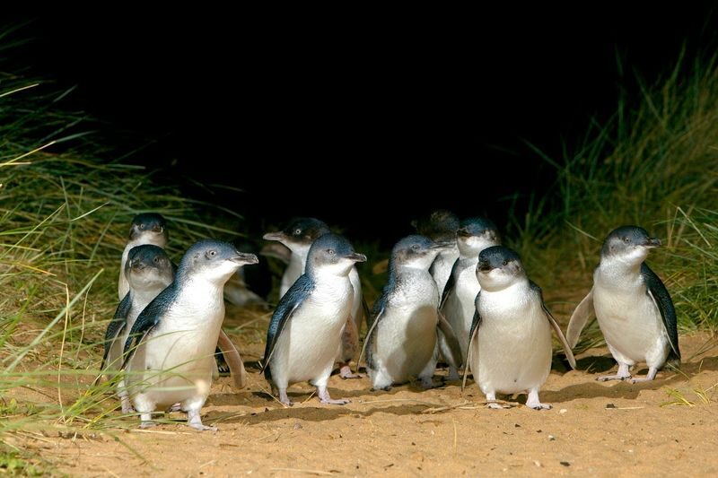 Puffing Billy Train & Penguin Parade & Koala Park & Brighton Beach - Expect a long ride between Melbourne and the island