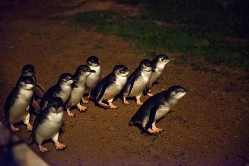 Puffing Billy Train & Penguin Parade & Koala Park & Brighton Beach - The price depends on which penguin seat you choose
