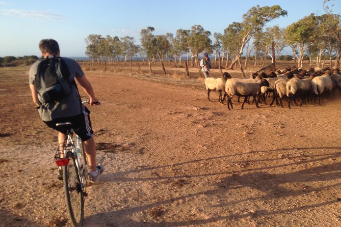 Puglia Bike Tour: Cycling Through the History of Extra Virgin Olive Oil - Biking Through Coastal Dunes and Wetlands