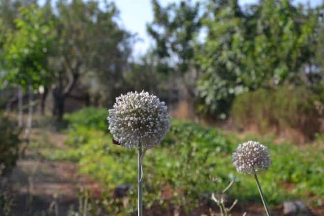 Puglia: Gin Distillery Tour in a 19TH Century Pajara - Commitment to Sustainability