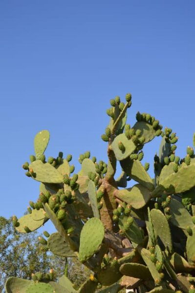 Puglia: Gin Distillery Tour in a 19TH Century Pajara - Frequently Asked Questions