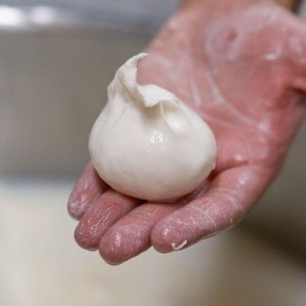 Puglia: Masseria Seppunisi Tour, Cheese, Burrata Tasting - The Sum Up