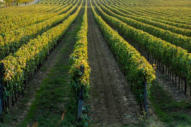 Puglia Winery Tour and Wine Tasting From Trani  - Bari - Tour Details
