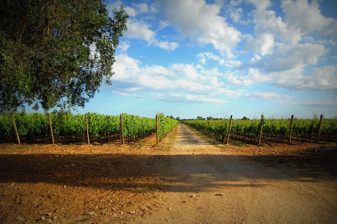 Puglia Winery Tour and Wine Tasting From Trani  - Bari - Common Questions