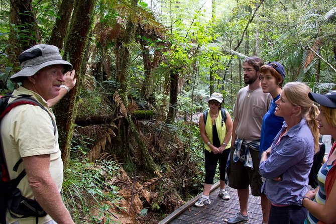 Puketi Rainforest Guided Walks .This Is Not a Shore Excursion Product . - Pricing and Booking